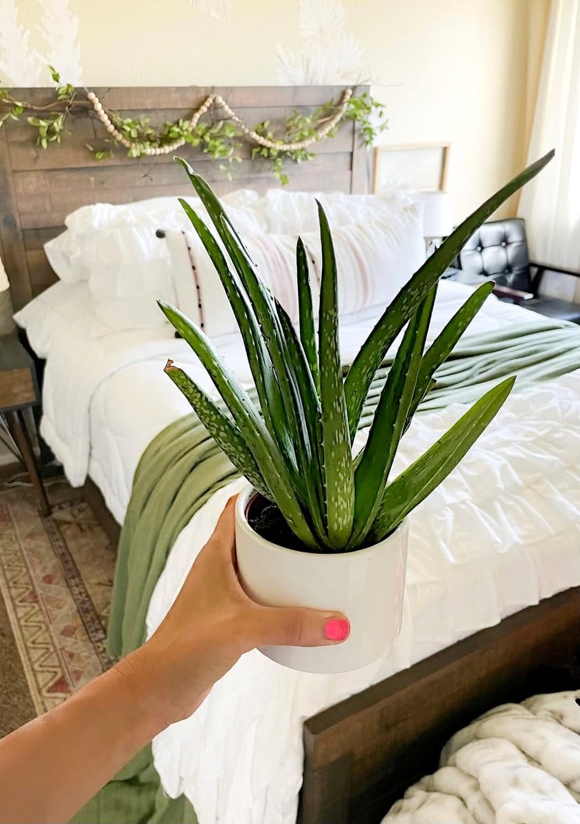 aloe vera on bathroom counter
