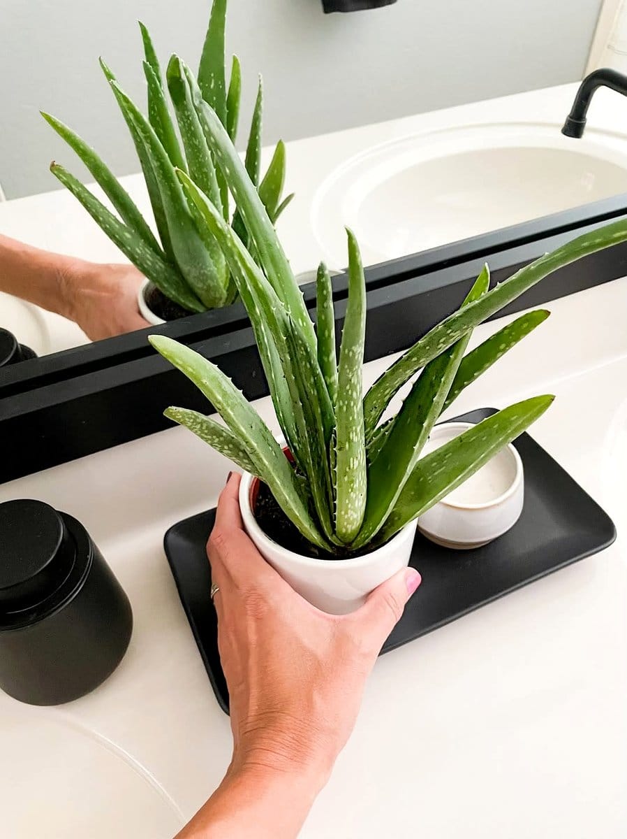 aloe vera in ceramic pot