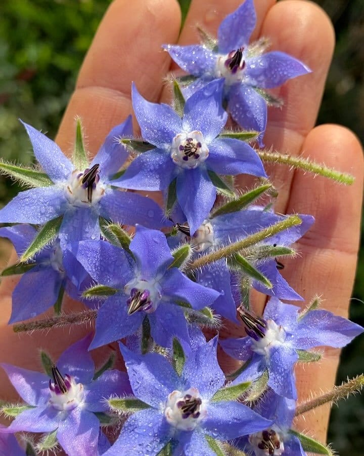 zucchini plant with borage flowers