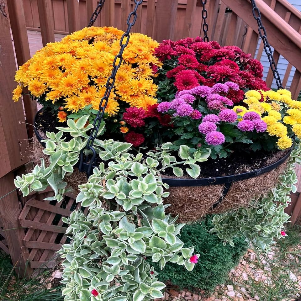Marine-themed hanging basket with cascading ivy