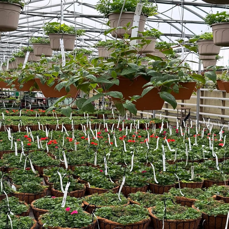Hanging baskets with wild herbs