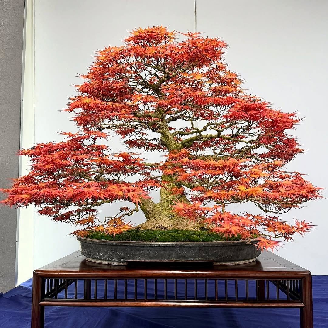Trident maple bonsai with red leaves