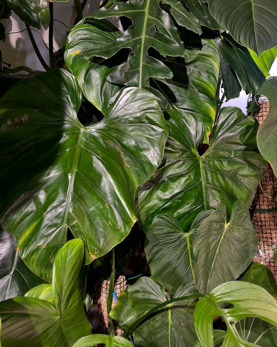 philodendron in living room corner