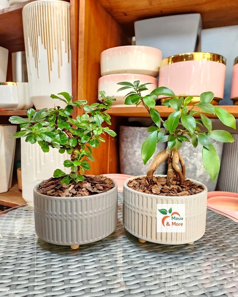 potted miniature fig tree