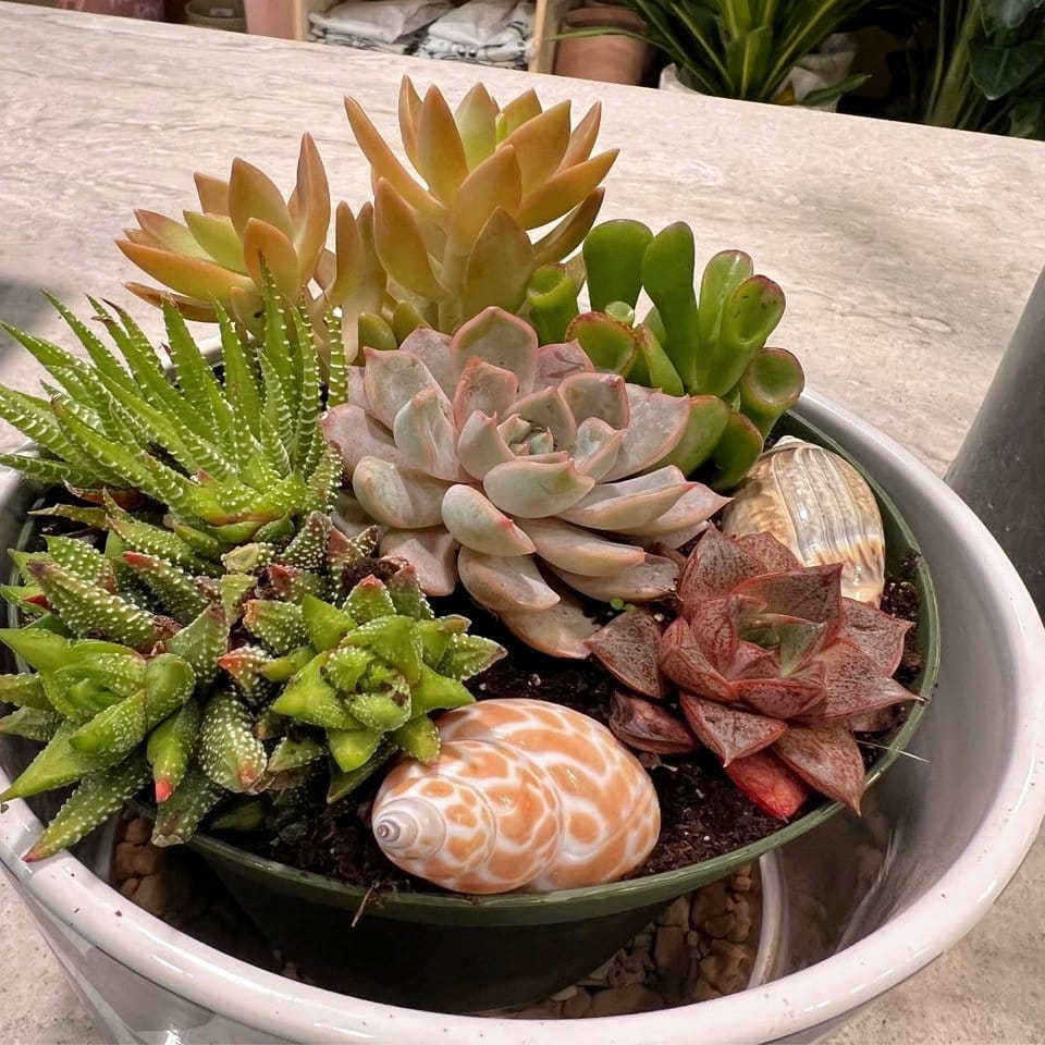 Assorted succulents in geometric planters