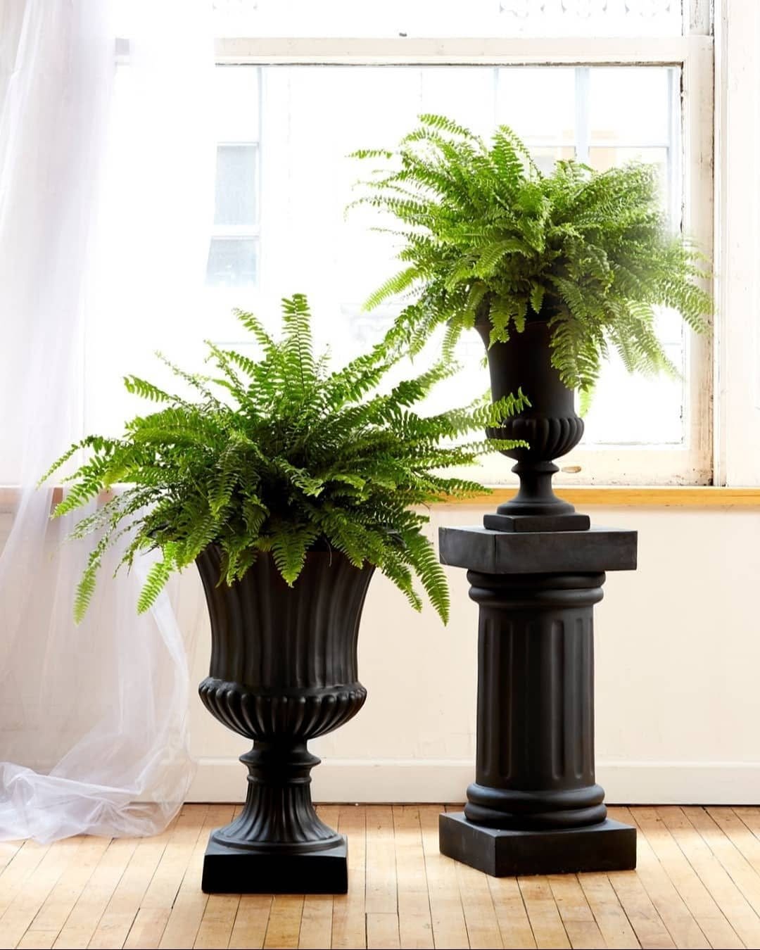 Vibrant Boston fern on wooden pedestal
