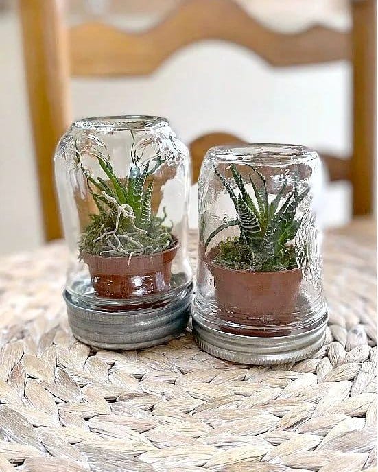 Glass mason jars with fresh herbs