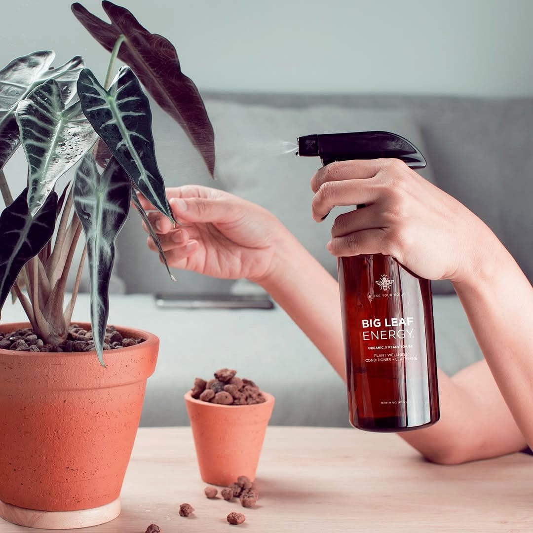 neem oil spray bottle