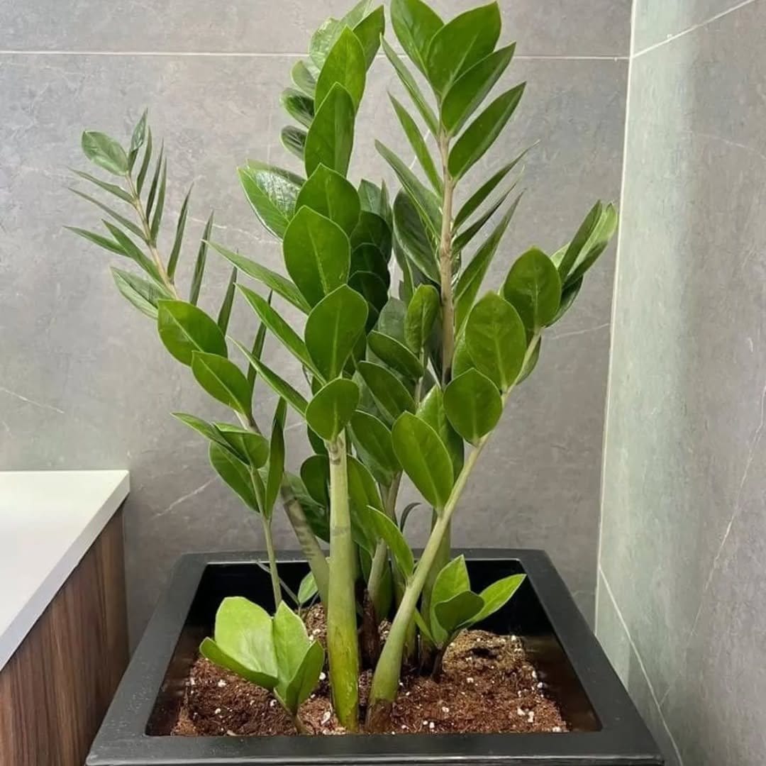 Glossy ZZ plant in matte black planter