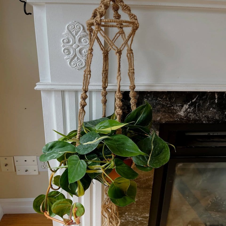 White macramé hangers with trailing plants