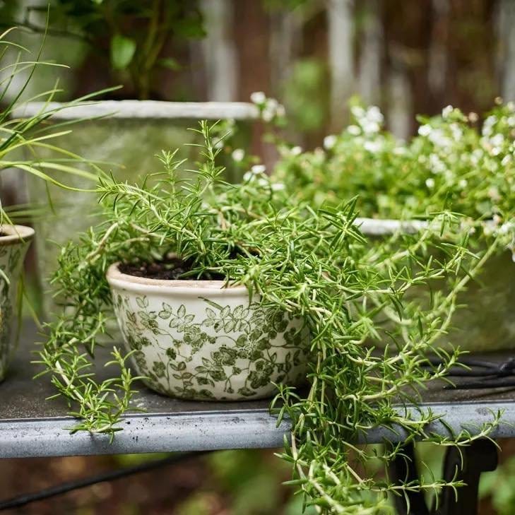 Fresh herbs in ceramic pots