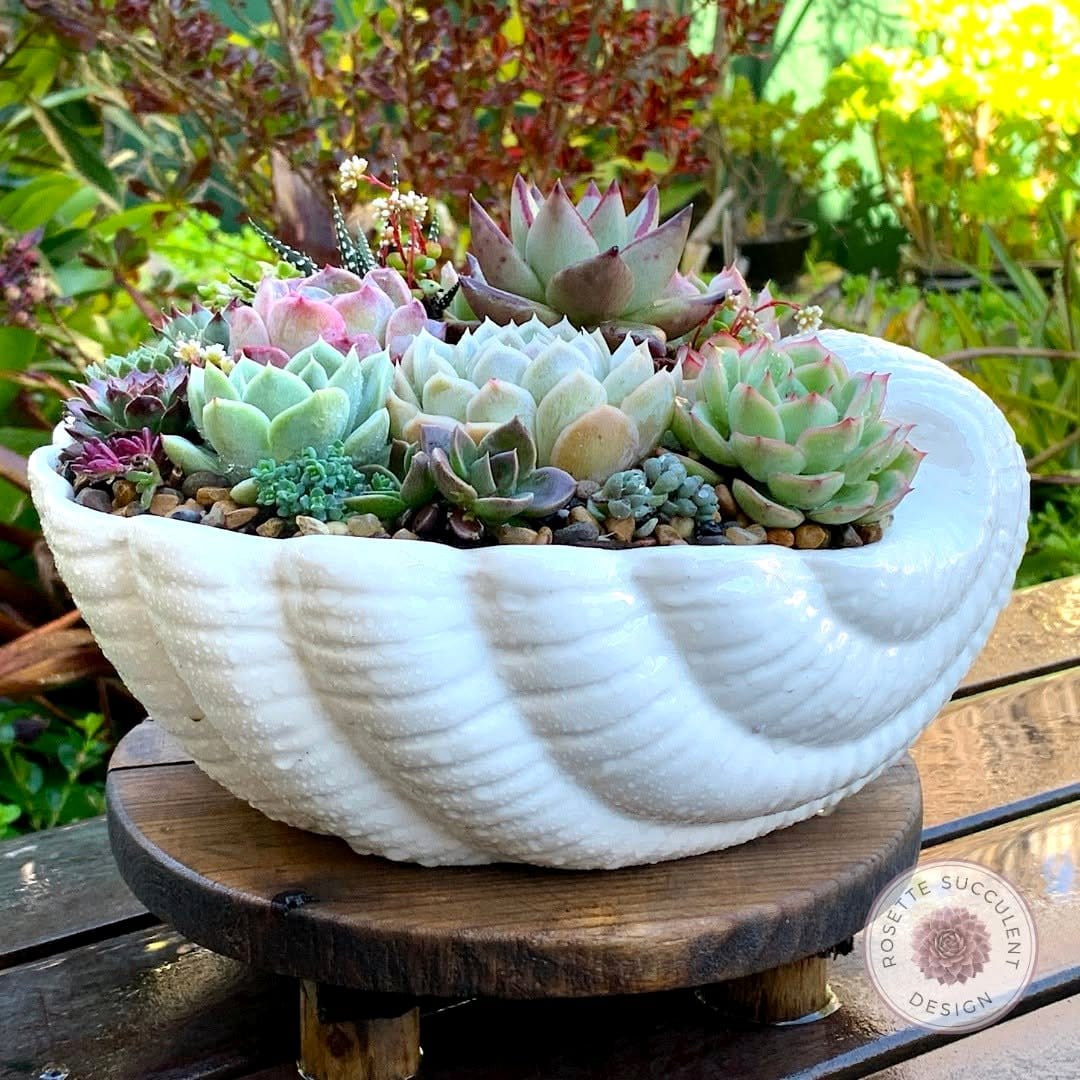 seashell planters with small succulents
