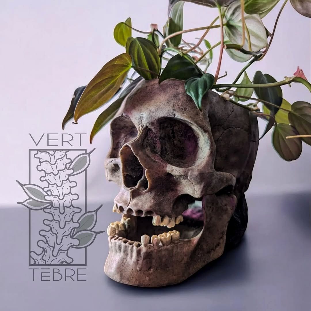 Skull planter with unusual alien plants
