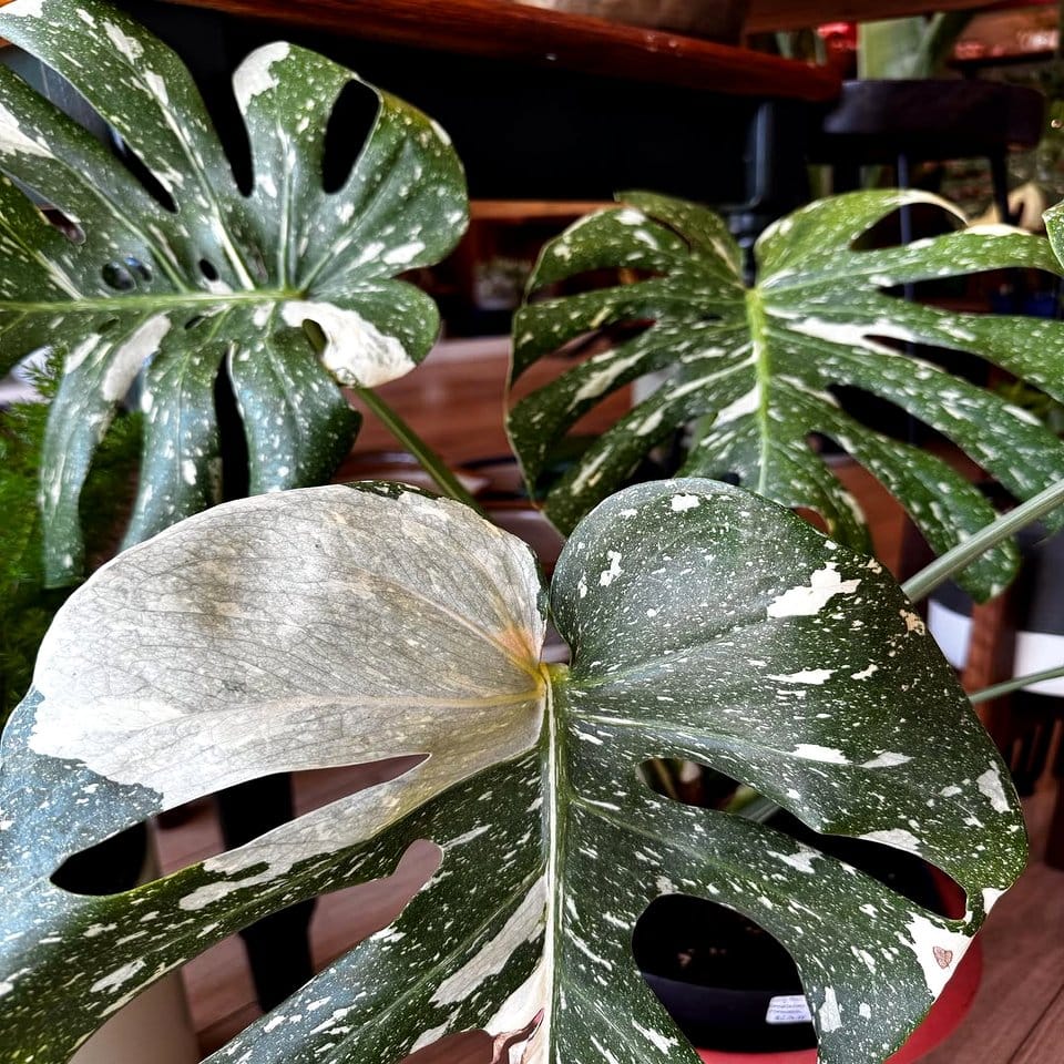 Seasonal-themed Thai silk wraps on plant pots