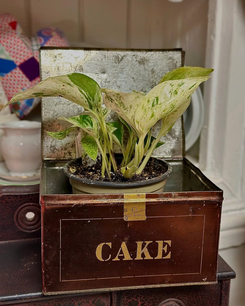 plants in vintage teacups on dresser