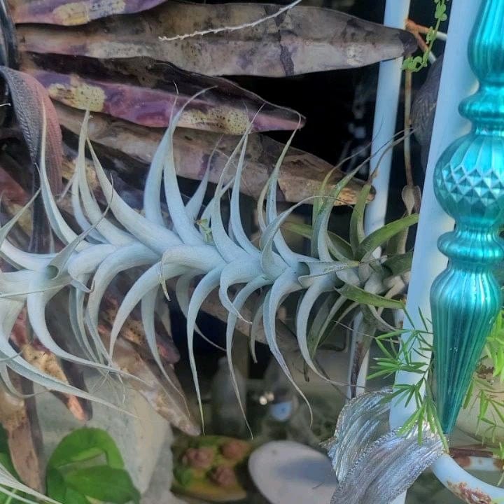 air plants in hanging glass globes