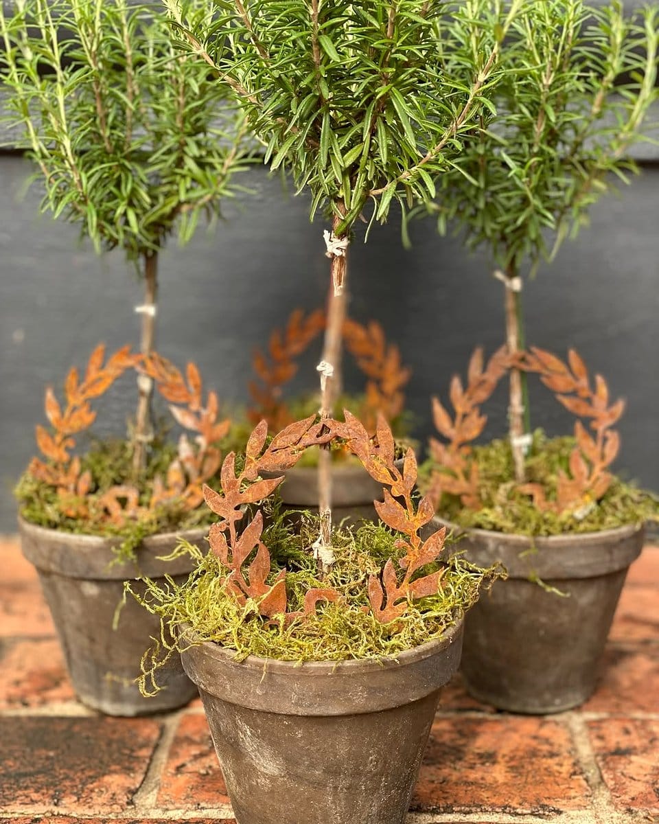 rosemary plant in terracotta pot