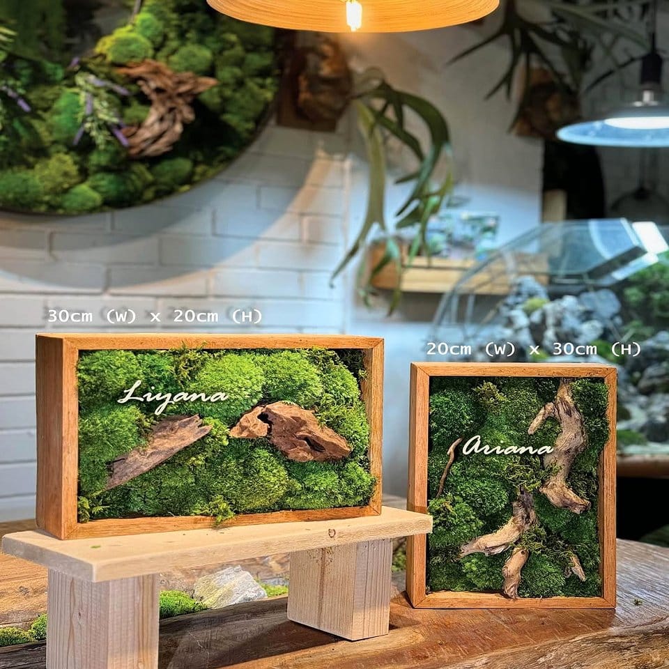 Unique driftwood plant sculpture with moss