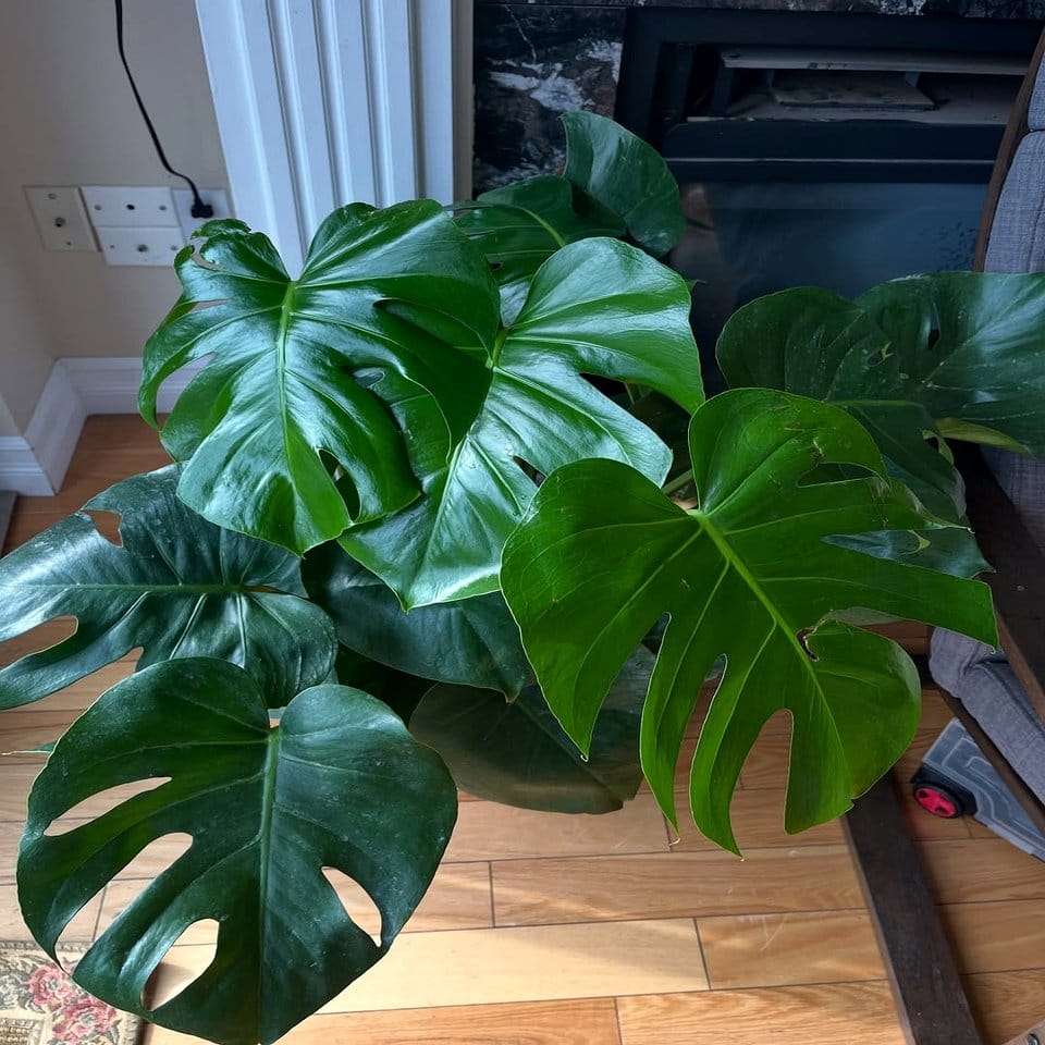 Bamboo planter with monstera