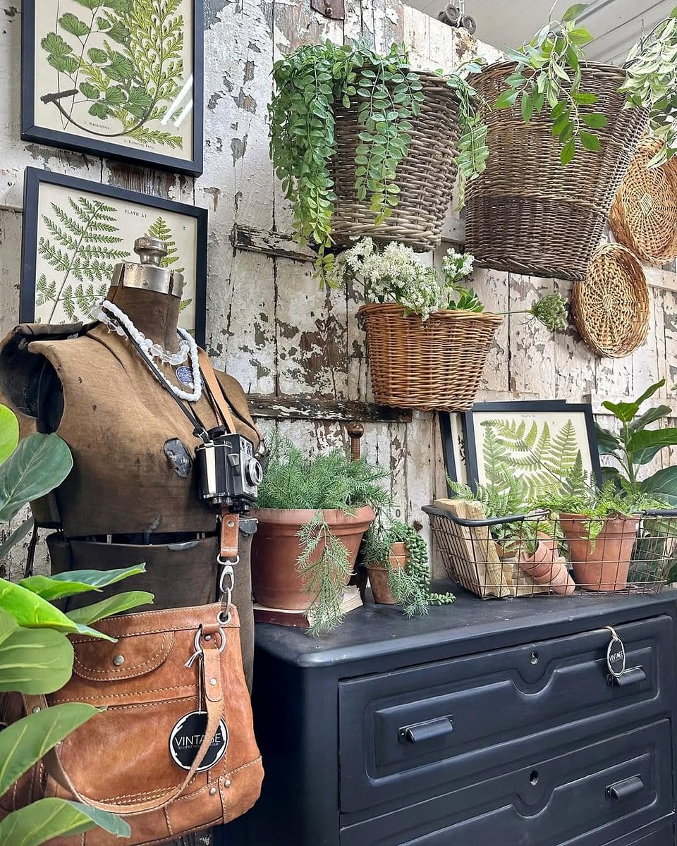 reclaimed wood display with rare succulents