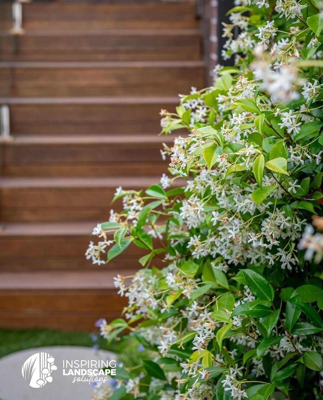 Fragrant jasmine climbing wooden trellis