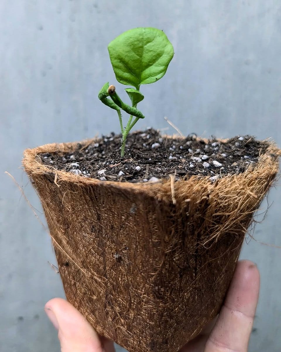 biodegradable pot with seedlings