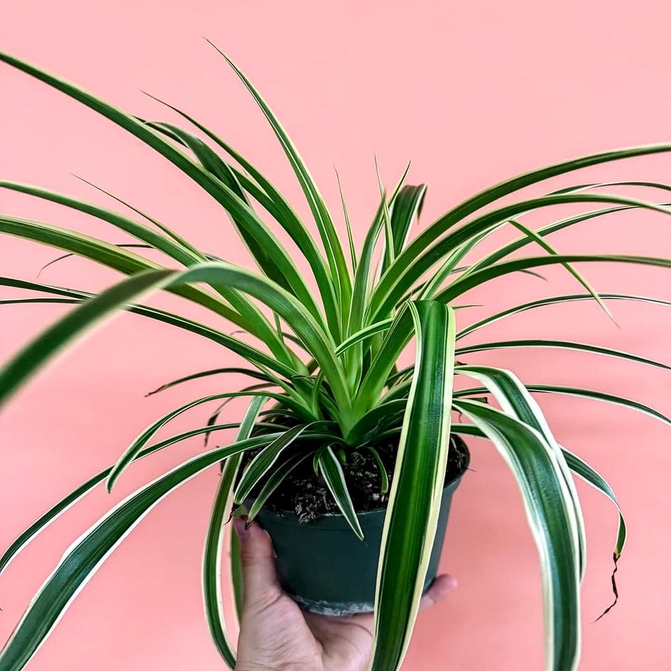 Spider plant with arching green leaves