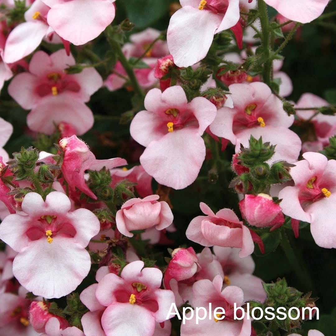 pink diascia flowers in basket