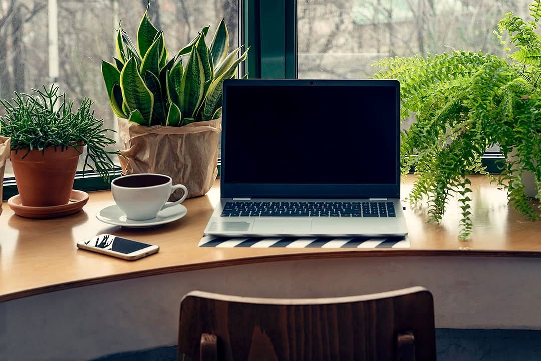 zz plant on office desk