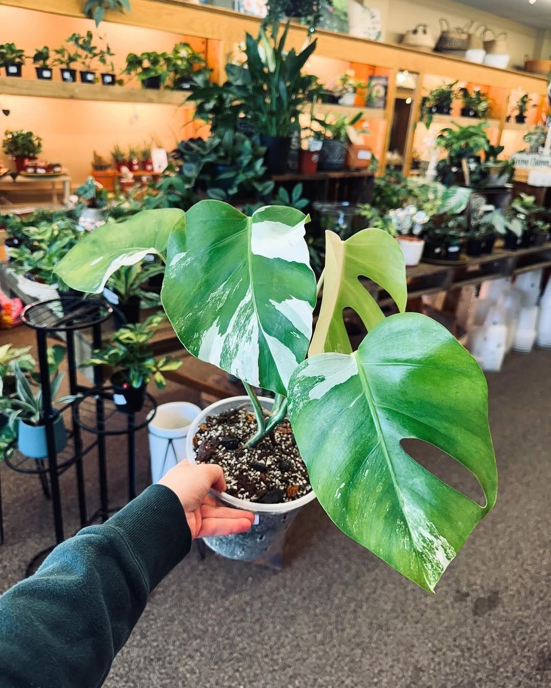 Shiny monstera leaves in bright room