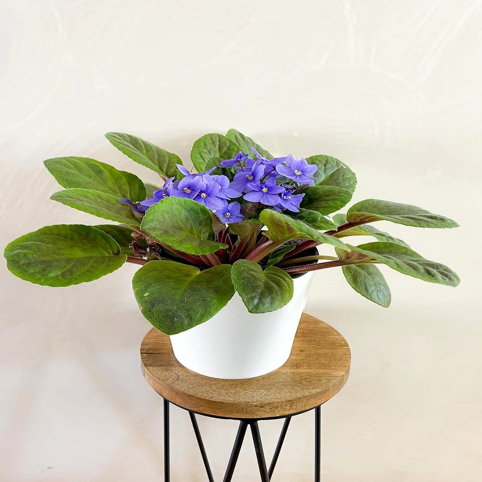 Sleek Nordic minimalist rune plant stand