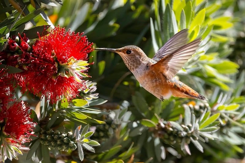 vibrant nectar-rich flowers