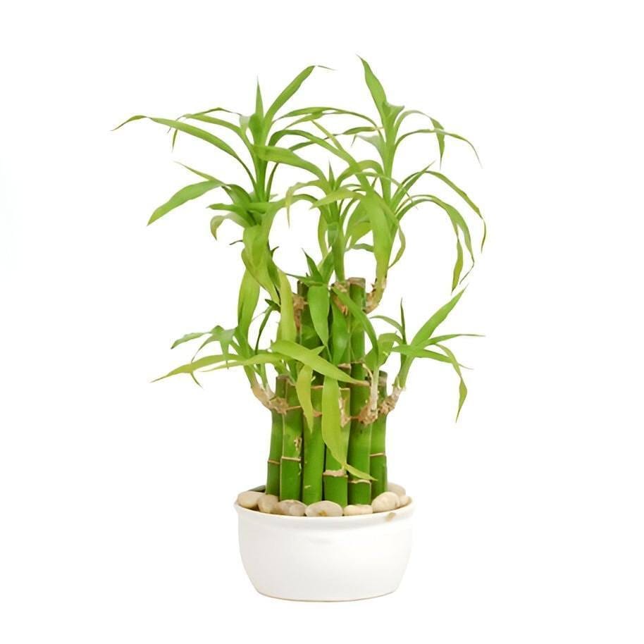 lucky bamboo in glass vase