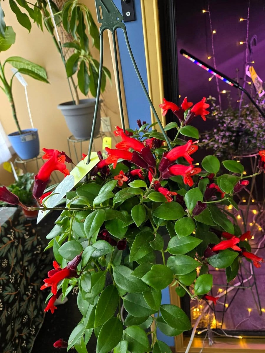 lipstick plant with red blooms