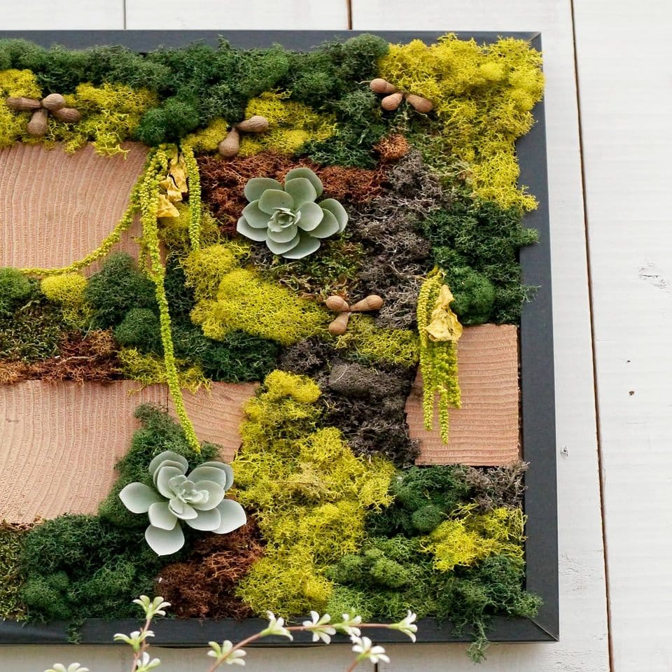Innovative plant frame with moss and ferns
