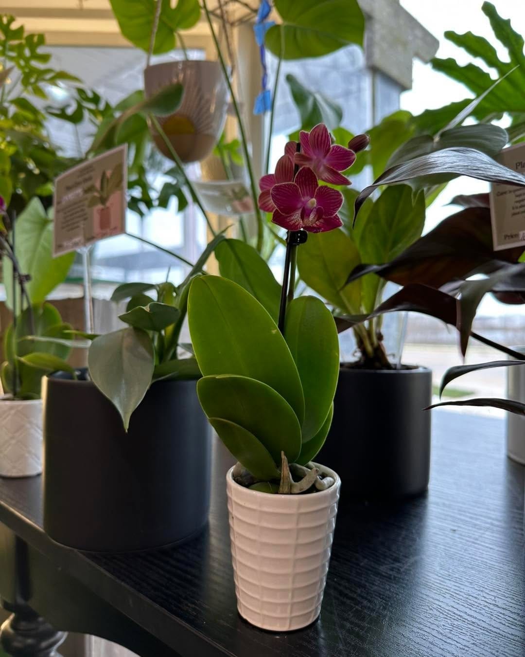 Elegant orchids on lit shelves