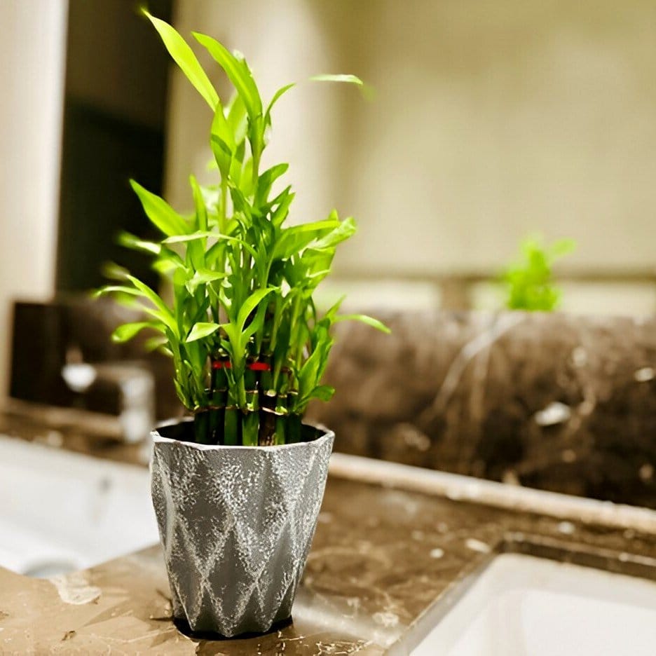 lucky bamboo in glass vase on minimalist windowsill