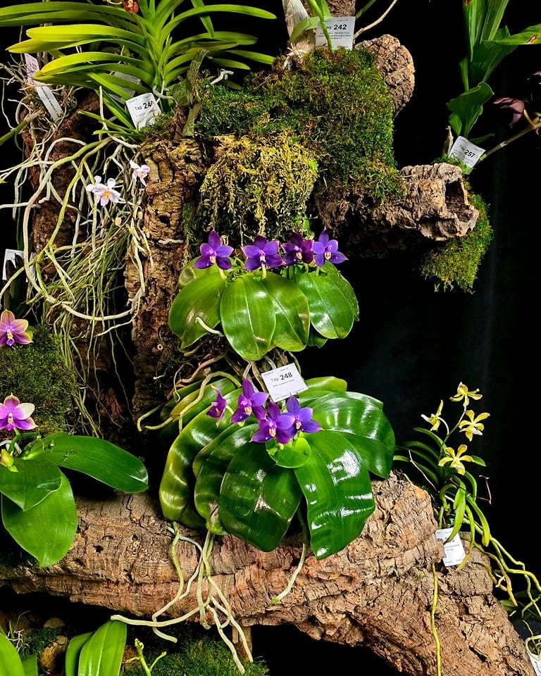 wall-mounted orchid display