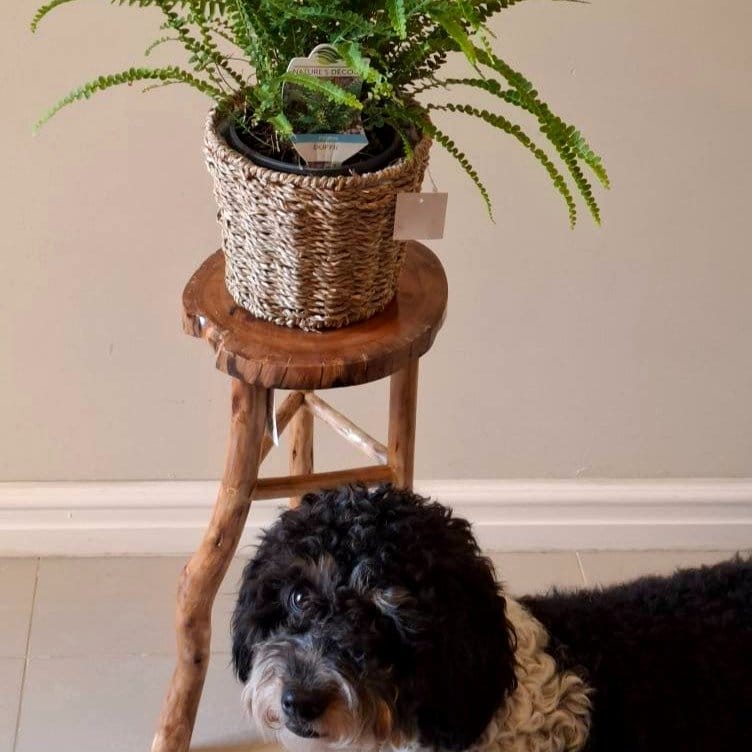 skewed plant stand with potted fern