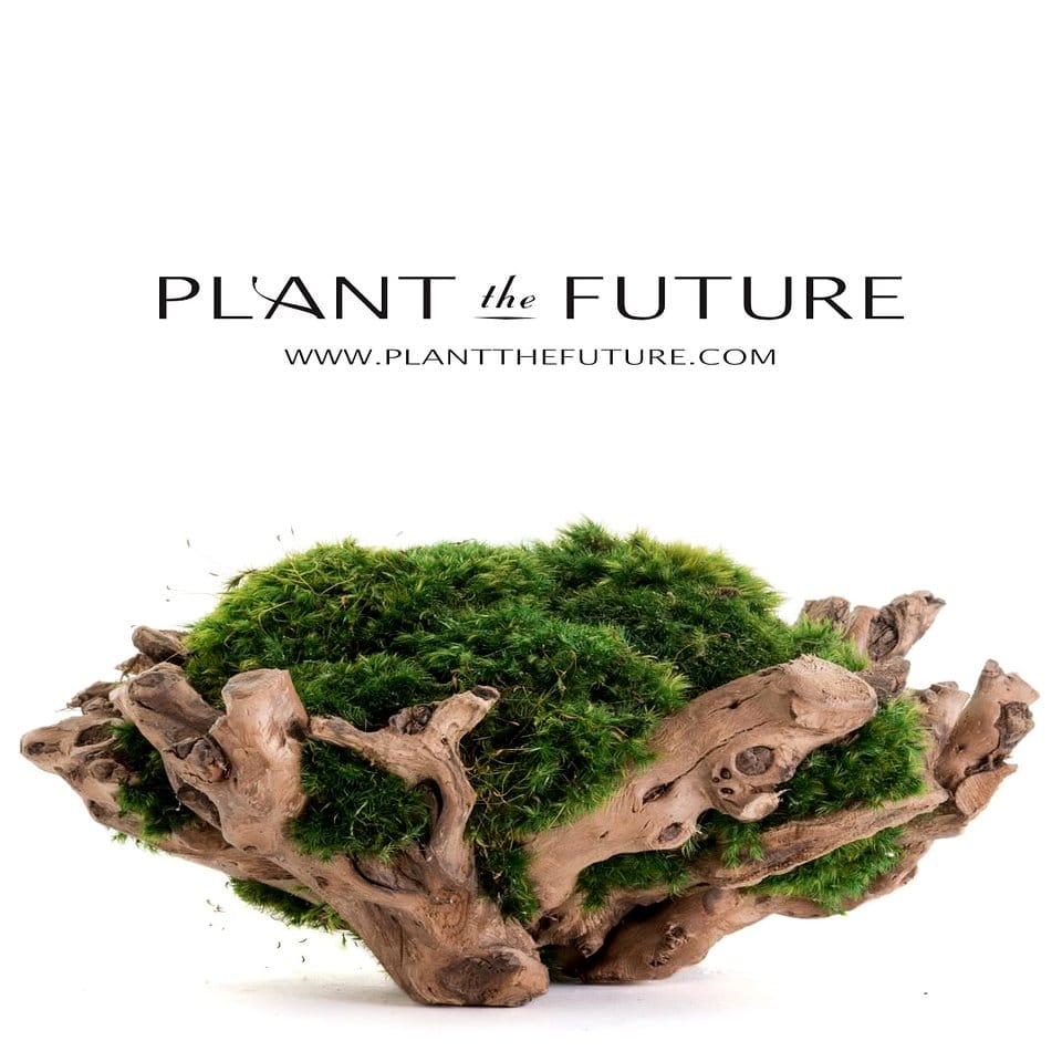 Driftwood and stone plant balance