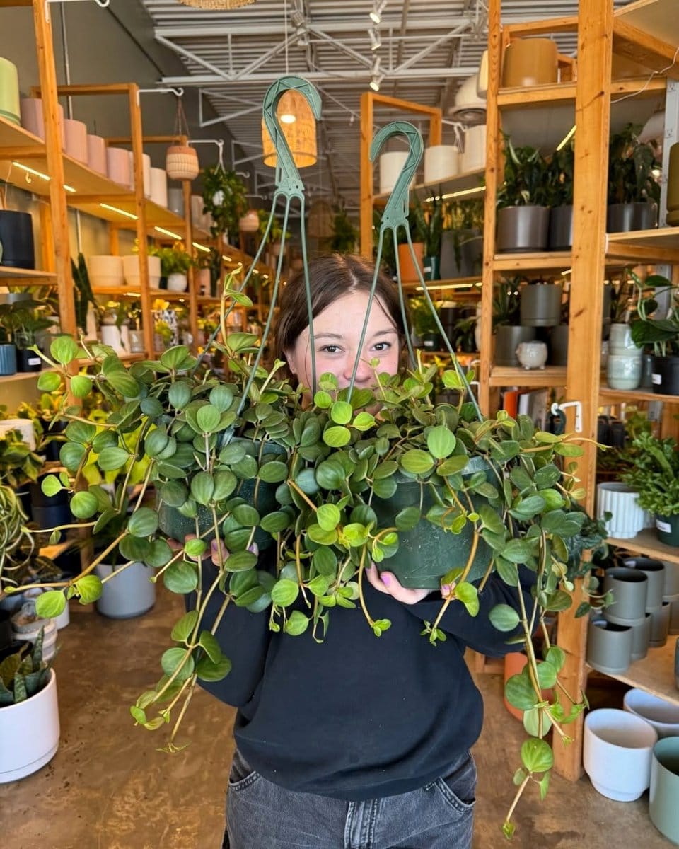 vibrant peperomia in a hanging pot