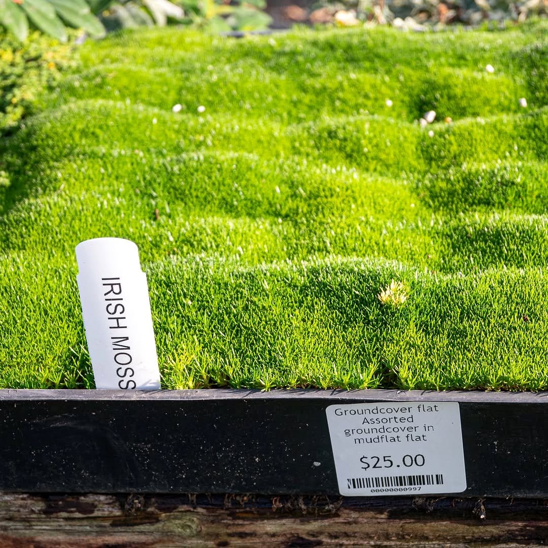 lush irish moss in garden
