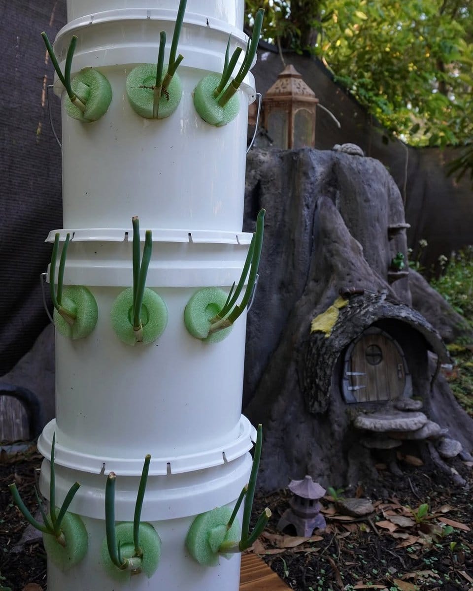 buckets with hydroponic plants