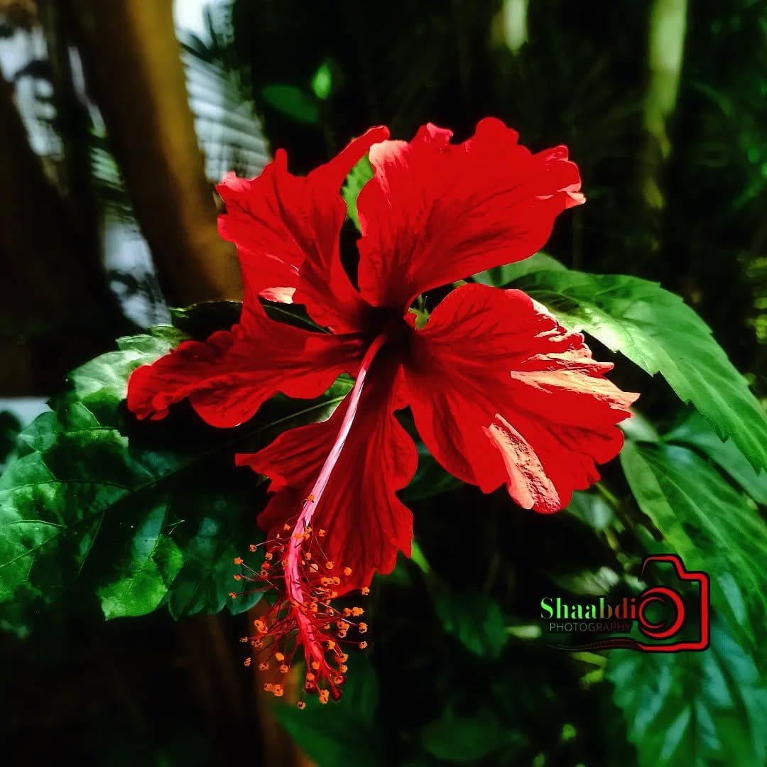 Hibiscus flowers with velvet backdrop