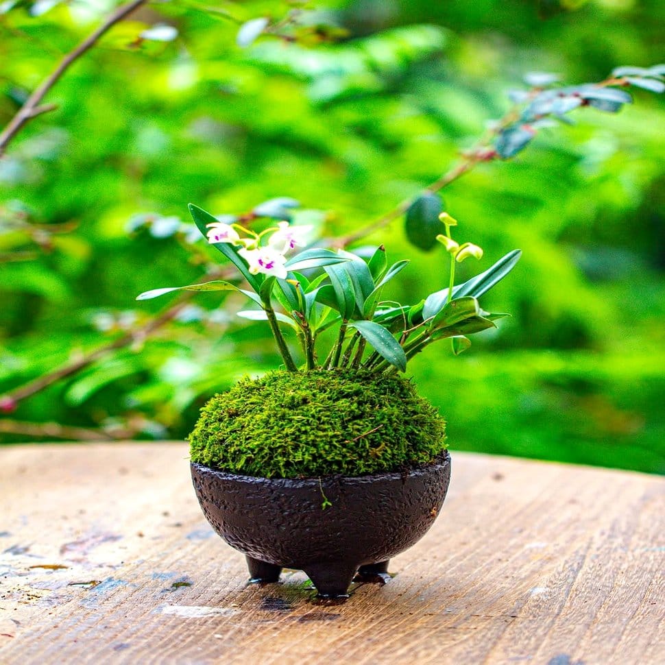 Glass terrarium with ferns and orchids