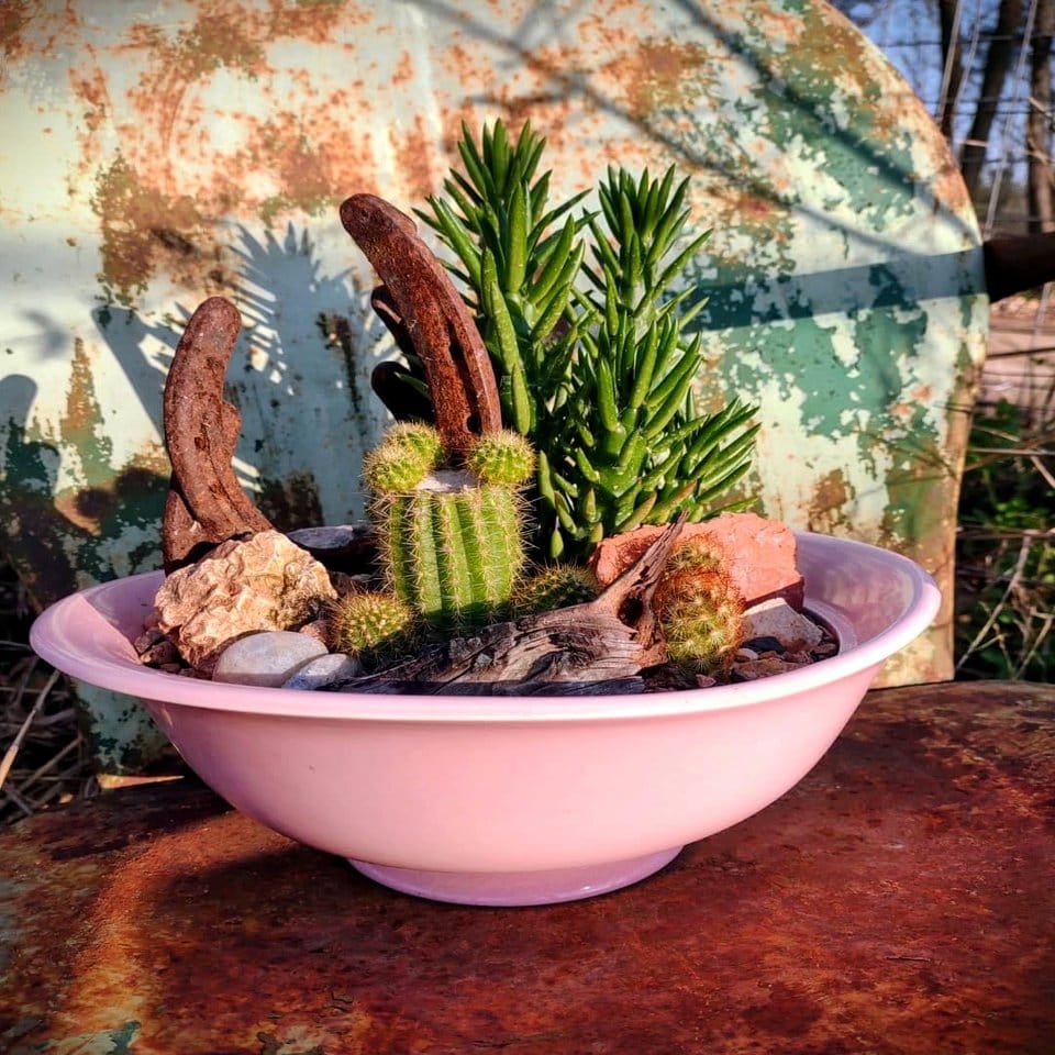Seashell jewelry holder with succulents