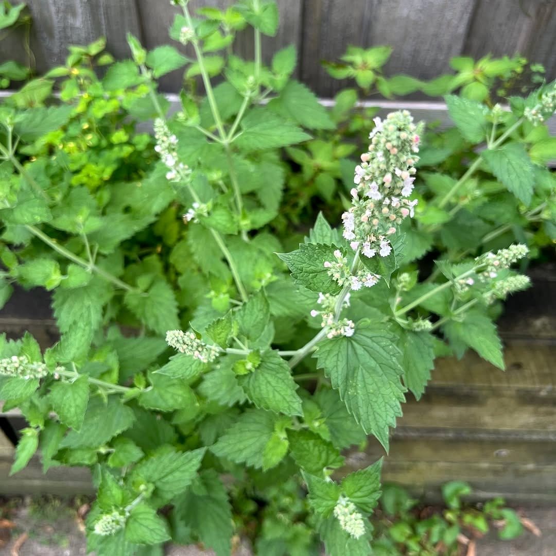balcony herb garden with mint