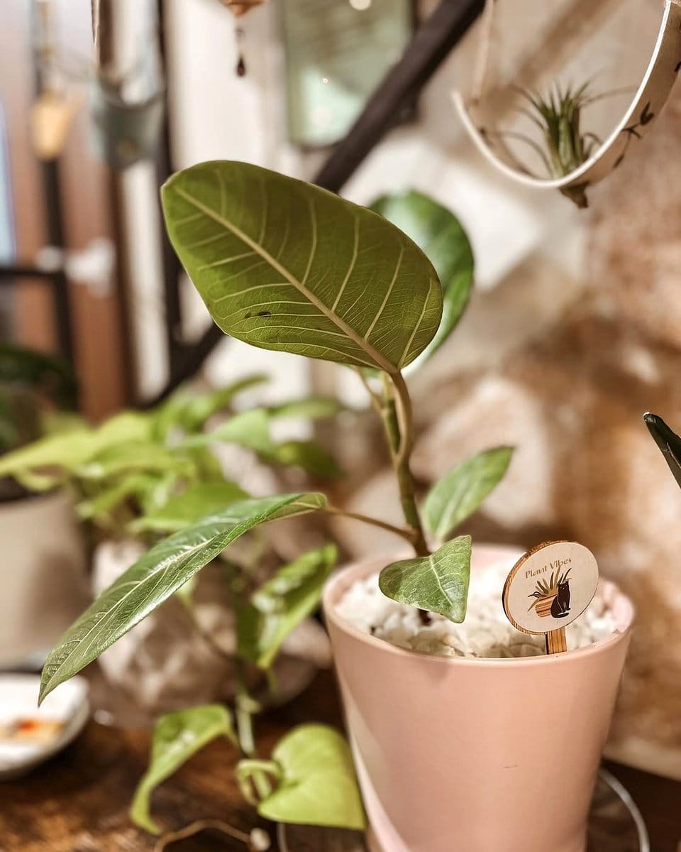 Succulent wind chime plant hanger