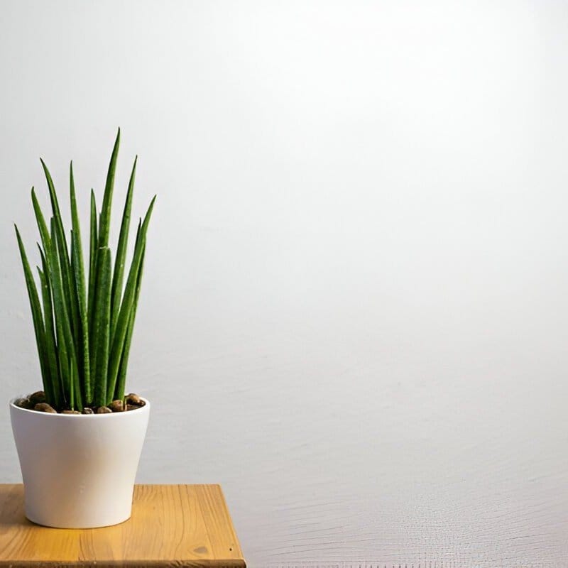 Upright snake plant in sleek ceramic pot