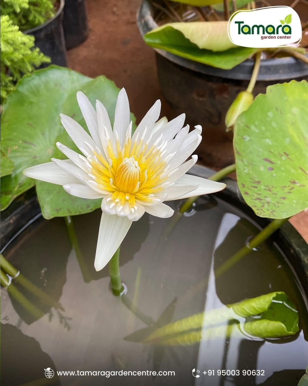 Serene water lilies in ceramic pot